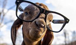 Năm Mùi ngắm ảnh... dê (2)