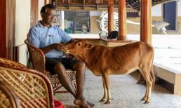 Gặp gỡ cô bò nhỏ nhất thế giới lập kỉ lục Guinness