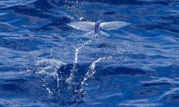 'Nhảy' sóng Hoàng Sa câu cá chuồn cồ