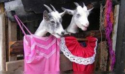 Năm Mùi ngắm ảnh... dê (3)