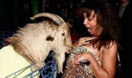 Năm Mùi ngắm ảnh... dê (5)