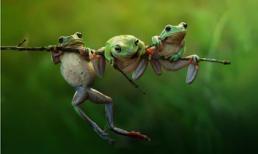 Ngắm những bức ảnh tuyệt đẹp về động vật 