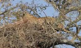 Báo đốm hung hãn làm thịt cả tổ đại bàng trên ngọn cây