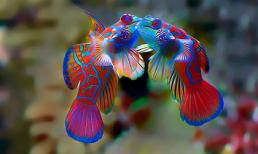 Những bức ảnh tuyệt đẹp về tình yêu của động vật 