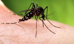 Những động vật gây chết người đáng sợ nhất thế giới