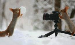 Những chú sóc ngộ nghĩnh như trẻ thơ