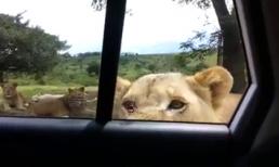 Hú hồn đi chụp ảnh bị sư tử cậy cửa