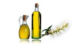 Tinh dầu tràm trà và những công dụng tuyệt vời