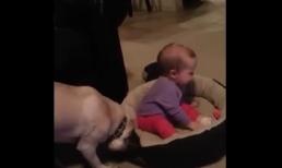 Cún cưng phát điên khi bị bé giành tổ