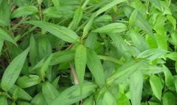 3 loại rau thơm quen thuộc gây yếu sinh lý nam giới