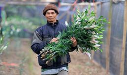 Người Tây Tựu vất vả chăm hoa chờ ngày 8/3