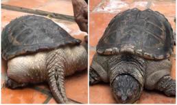 Những loài sinh vật kỳ lạ được phát hiện ở Việt Nam