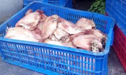 Cá thịt thối tuồn vào trường học: Nhìn đã thấy… thối