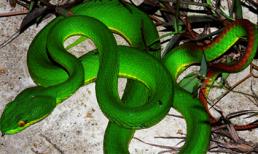 Kỳ lạ những loài động vật dũng cảm sẵn sàng chết để sinh con