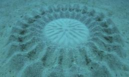 Giải mã “vòng tròn kỳ lạ” phát hiện dưới đáy biển Nhật Bản