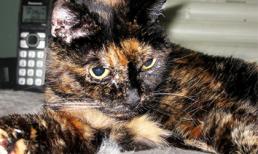 Chú mèo già nhất thế giới bước sang tuổi 27