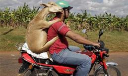 Năm Mùi ngắm ảnh... dê (6)