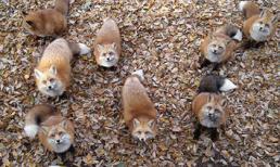 Sửng sốt trước làng cáo ở Nhật Bản