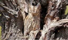 Thán phục trước các loài vật ngụy trang như biến hình giữa tự nhiên