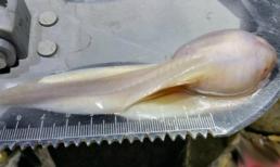 Nòng nọc khổng lồ dài 14cm tại Trung Quốc