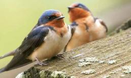 Kì lạ chim cũng biết... ly hôn