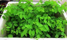 Những người 'cấm ăn' rau ngót