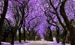 Mexico tím biếc trời sắc hoa Jacaranda