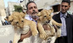 Kì lạ người đàn ông mua sư tử về nhà làm thú cưng cho cháu