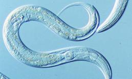 Phương pháp phát hiện ung thư đặc biệt nhờ giun và nước tiểu