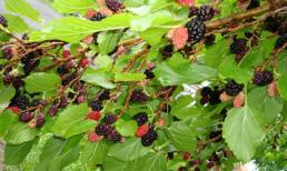 5 loại cây xui xẻo không trồng trong vườn nhà