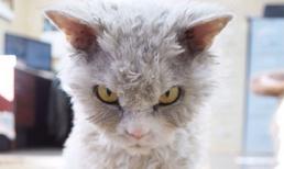 Chú mèo có gương mặt 'nguy hiểm' hút hàng ngàn người hâm mộ