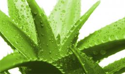 Nha đam - cây thuốc vàng cho mọi gia đình