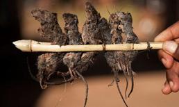 Mẹ bắt con ăn thịt chuột vào bữa sáng 'cho bổ dưỡng'