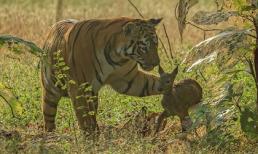 Sốc với hình ảnh cọp cái chơi đùa cùng nai con