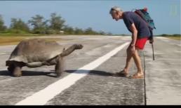 Rùa đuổi người lạ vì phá hỏng 'giây phút riêng tư'