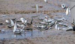 Những cơn mưa động vật bí ẩn của thiên nhiên