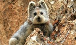 'Thỏ ma thuật' siêu hiếm tại Trung Quốc tiếp tục xuất hiện