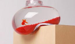 20 mẫu bể cá độc đáo khiến bạn mê mẩn