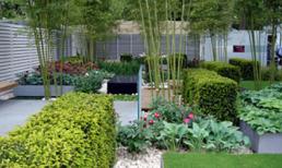 Những loại cây xui xẻo không trồng trong vườn nhà