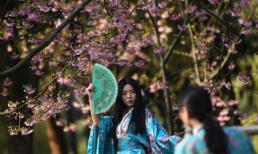 Đắm chìm trong sắc hoa anh đào nở rộ khắp châu Á