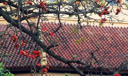 Hà Nội tháng Ba, miên man mùa hoa gạo