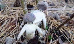 Phát hiện loài nấm mới có hình dáng cực giống con người