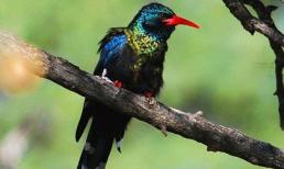 Những loài vật có mùi hôi thối khó chịu nhất thế giới