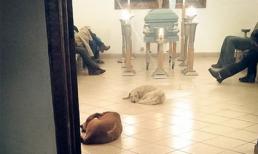 Bầy chó hoang tới dự đám tang để tỏ lòng biết ơn ân nhân