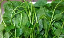 Những nguy hại cho sức khỏe từ rau mồng tơi