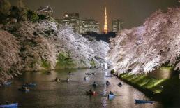 Đẹp mê hồn sắc hoa anh đào nở rộ trên đất Nhật Bản