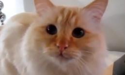 Những chú mèo đáng yêu nhất quả đất