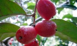 3 đối tượng không nên ăn quả nhót kẻo gây họa cho sức khỏe