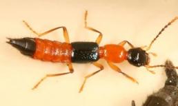 Những điều cấm kị trong cách xử lý kiến ba khoang