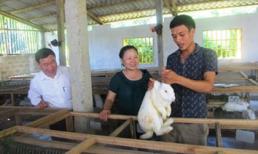 8X kiếm hàng trăm triệu đồng nhờ nuôi thỏ